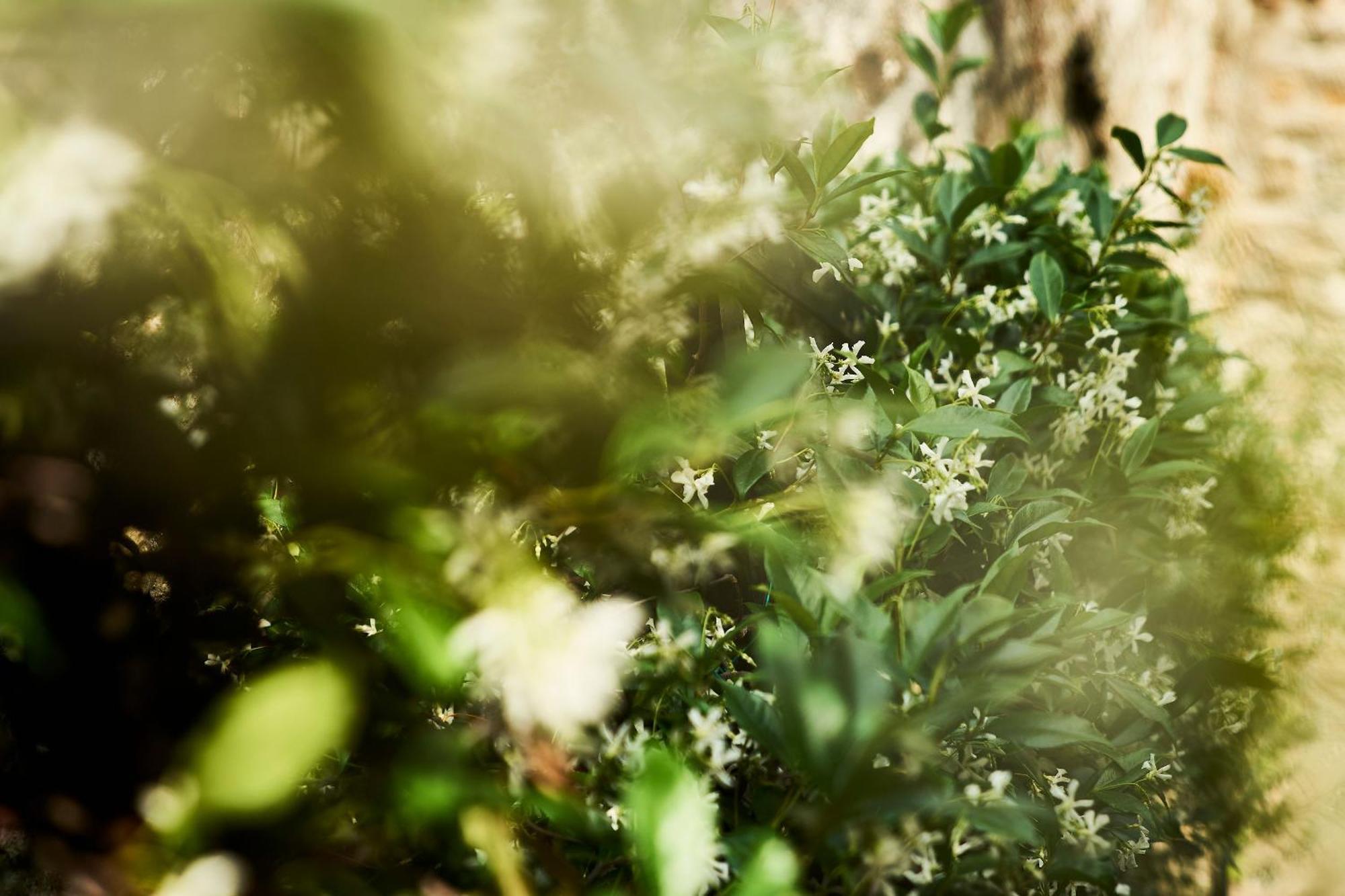 トリエステGiardino Segreto, In Centroアパートメント エクステリア 写真