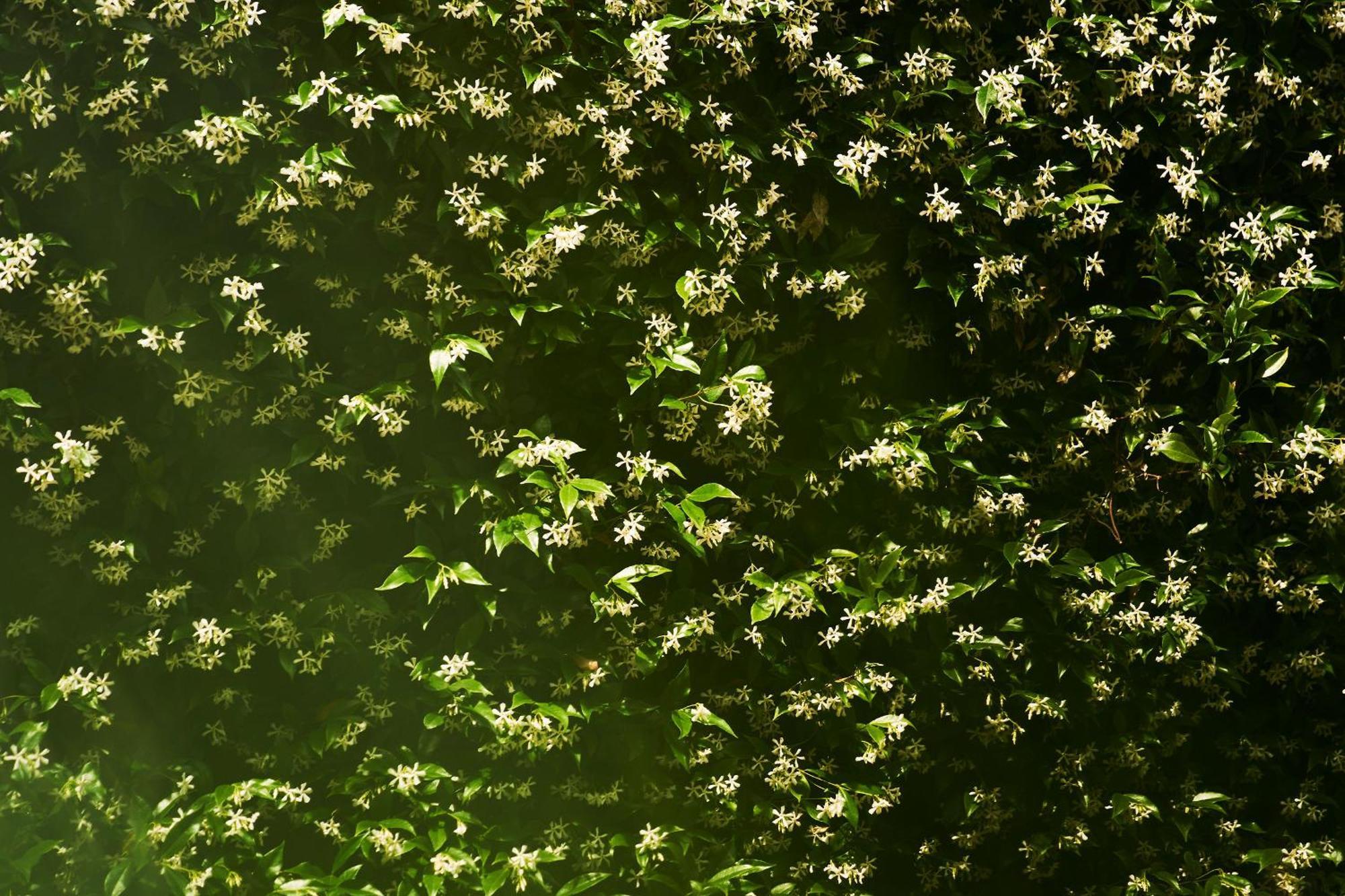 トリエステGiardino Segreto, In Centroアパートメント エクステリア 写真